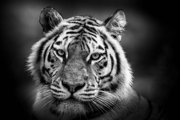 istock Portrait of a tiger 1298644195