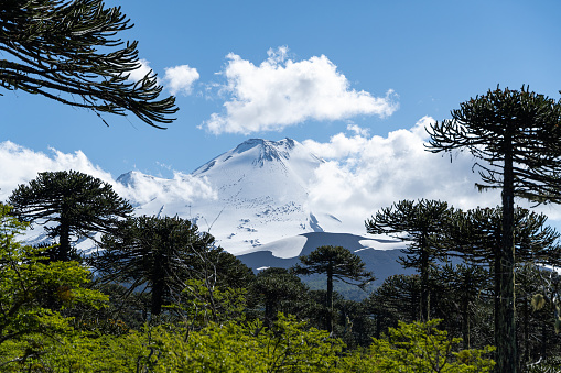 View of Llaima volcano from the Araucaria forests of Conguillio National Park in La Araucania region, east of Temuco, southern Chile