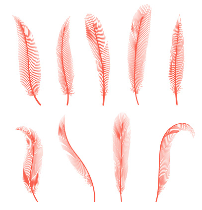 Coral detailed feathers of bird collection. Vector decorative fluffy pink feathers of flamingo or goose. Set plume icon isolated on white background.