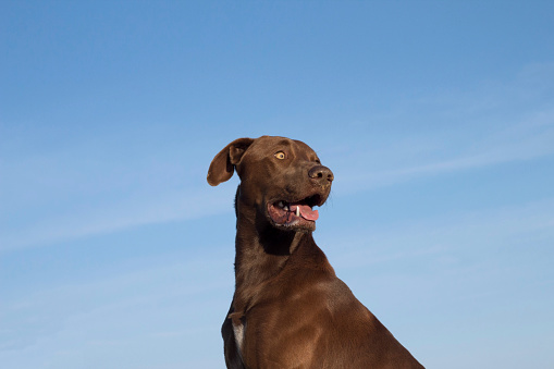 Nice brown dog looking to the right side with blue sky in the background