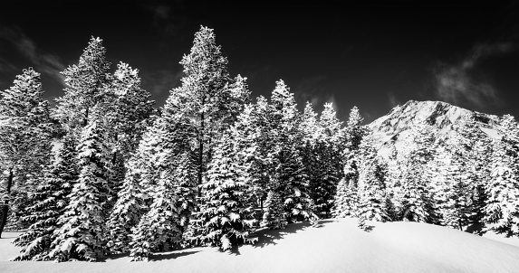 Digitally generated b/w tone mapped image depicting a sunny winter day, with fresh snow covered trees.\n\nThe scene was rendered with photorealistic shaders and lighting in Autodesk® 3ds Max 2020 with V-Ray 5 with some post-production added.