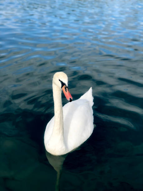 istock Swan on the water. Vertical photo 1298647951