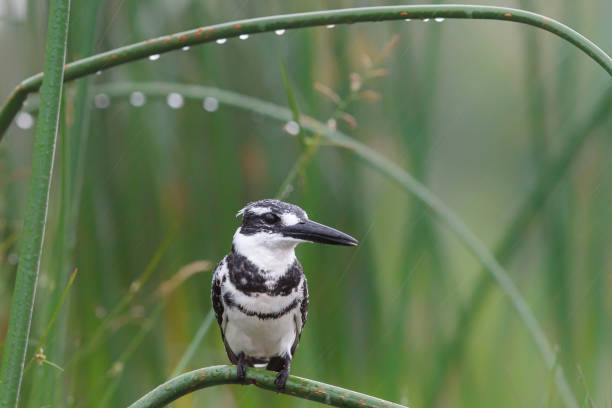 istock Pied kingfisher (Ceryle rudis) in a game reserve 1298653977