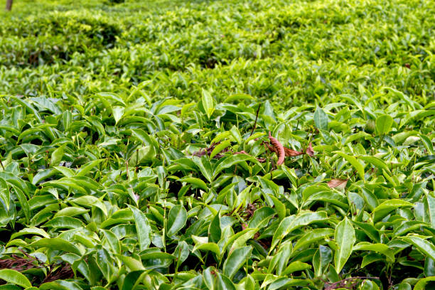 istock Tea plantations in Munnar, Kerala, India .A beautiful landscape 1298654014