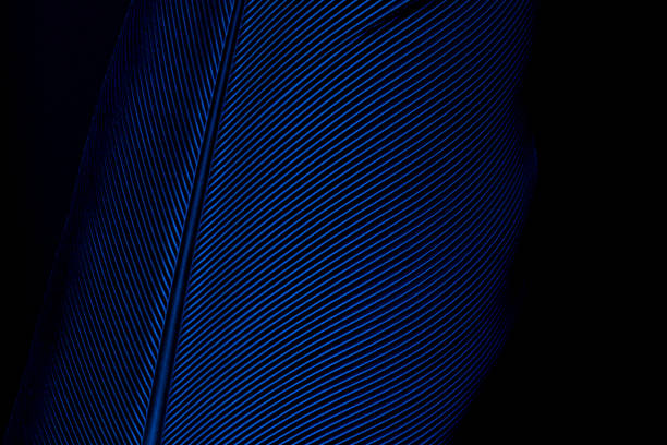 istock Blue macro feather,Macro shot a bird feather close-up in Black background ,Parrot feather macro texture,Parrot feather macro texture,Blue macro feather,Feather, Animal, Bird, UK, Macaw,Blue and Purple 1298654491