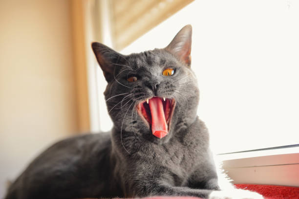 istock Chartreux Cat With Mouth Wide Open 1298655012