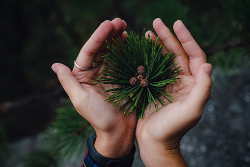 Young green cone of maritime pine. Commonly Known As The Maritime Pine Or Cluster Pine. small young cones on a branch in a woman's hands