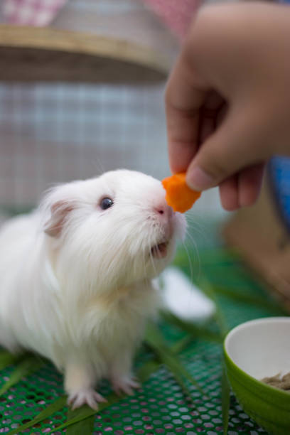 Guinea pig eating a carrot.