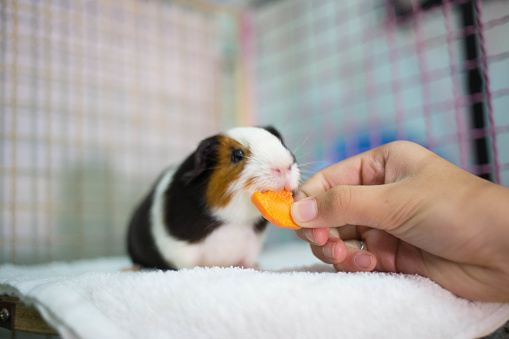 Guinea pig eating a carrot.
