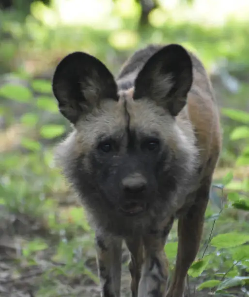 Close up photo of wild african dog