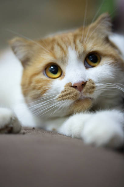 istock Scottish fold classic tabby cat is looking at camera and lay on sofa 1298656663
