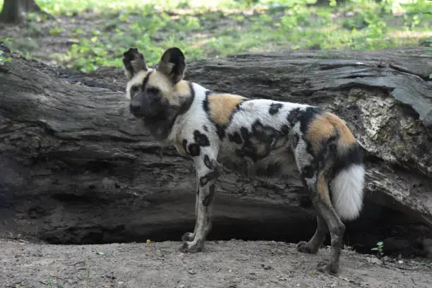 Stunning view of a wild african dog
