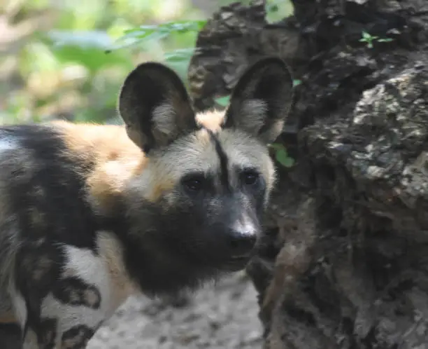 South african wild dog with spotted fur