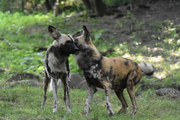 A pair of wild dogs playing with each other in the woods