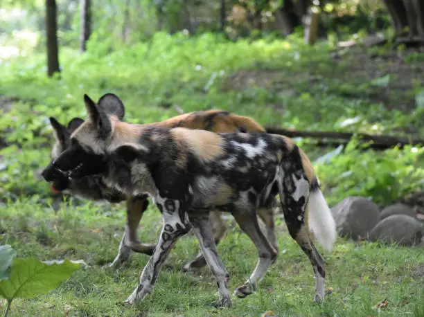 A pair of beautiful african wild dogs walking in the woods