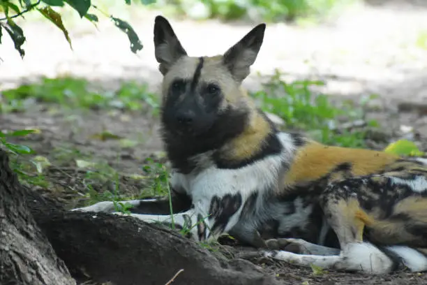 Cute african wild dog laying down under a tree