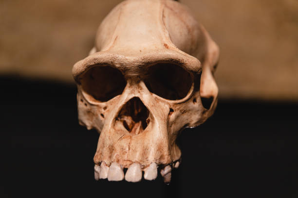 antico teschio dell'essere umano preistorico. cranio testa homo sapience, primo con luce calda - sapience foto e immagini stock