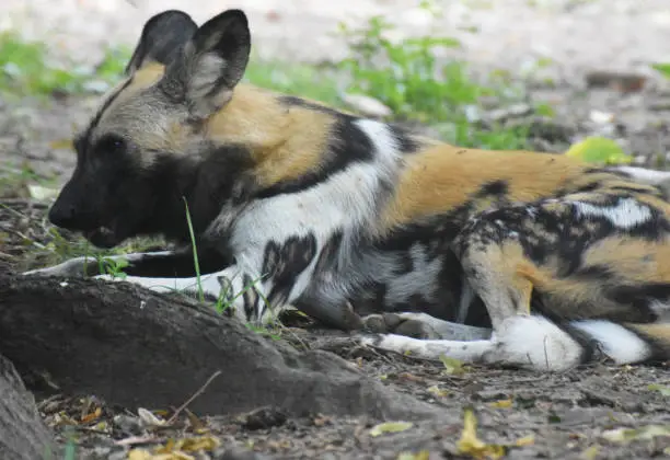 Adorable african wild dog resting under a tree
