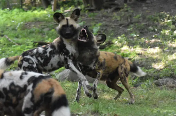 Action shot of two wild dogs playing