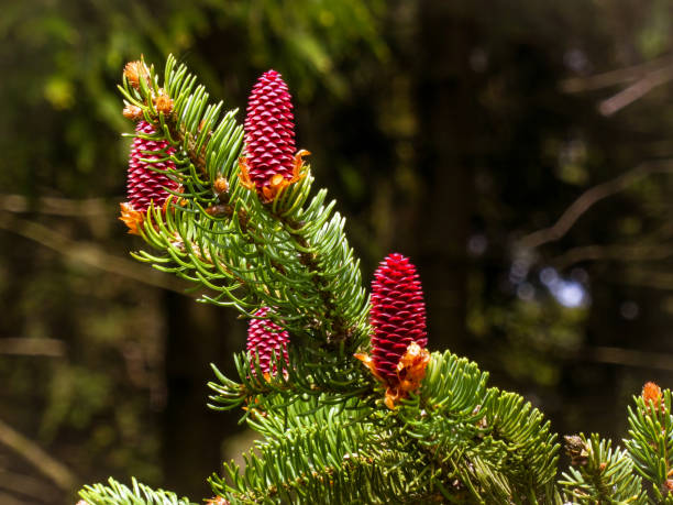 istock Young red cones on a spruce with branch full of needles 1298661432