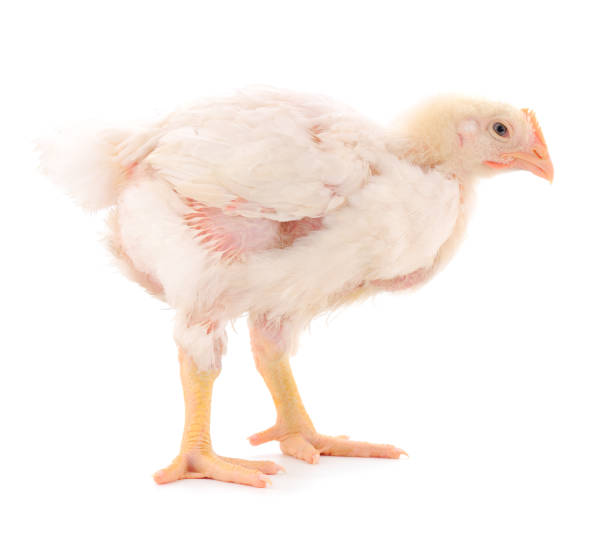 istock Chicken or young broiler chickens. 1298666255