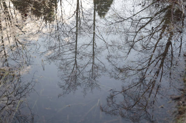 istock Reflections of Trees on Water in  Autumn 1298669063