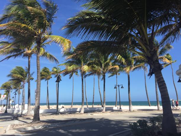 istock Fort Lauderdale Beach Palm trees Florida 1298669796