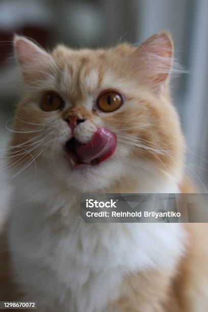 My Little Cat Stock Photo - Download Image Now - Animal, Animal Body Part, Animal Eye