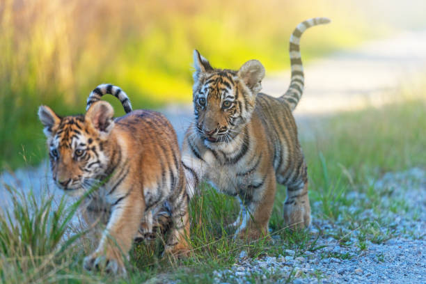 istock Pair of Bengal tiger cubs. 1298671986