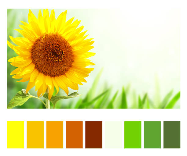 istock Color matching palette with complimentary colour swatches 1298672332