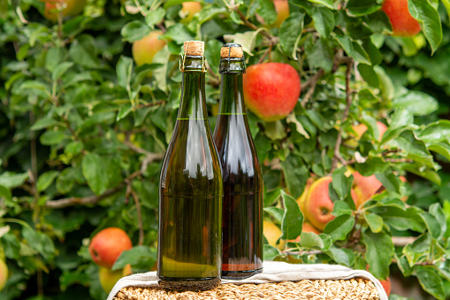 Brut and rose apple cider from Normandy in bottles, France and green apple tree with ripe red fruits on background