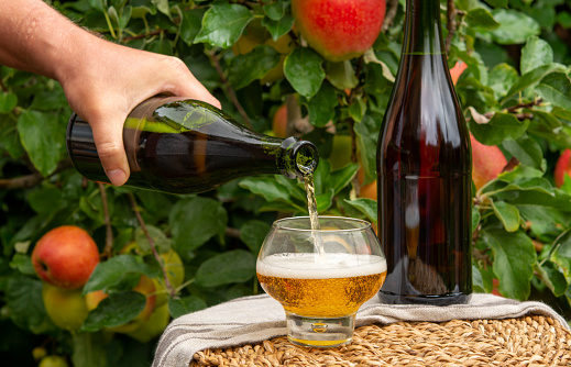 Pouring of brut apple cider from Normandy in glass, France and green apple tree with ripe red fruits on background