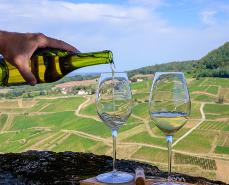 Outdoor tasting of white or jaune Jura wine on vineyards near Chateau-Chalon village in Jura region, France