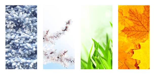 istock Four seasons of year 1298673529