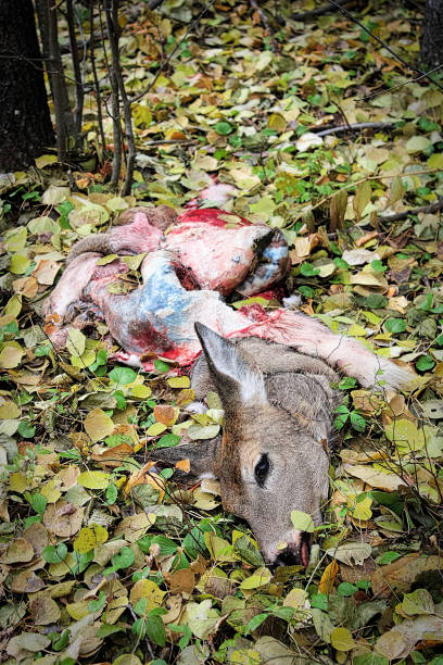 um veado descartado se esconde e cabeça em folhas de outono - alberta canada animal autumn - fotografias e filmes do acervo