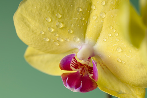 Beautiful yellow Orchid flower with dew drops close-up.