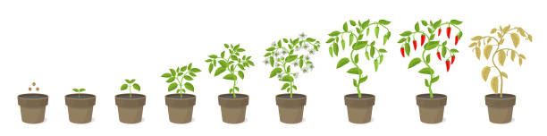 Growth stages of Spicy chili pepper vegetable plant in the pot. Ripening period steps. Harvest animation progression. Fertilization phase. Vector infographic set. Growth stages Spicy chili pepper vegetable plant in the pot. Capsicum annuum. Ripening period steps. Harvest animation agriculture progression. Fertilization phase. Vector infographic set. soil sample stock illustrations