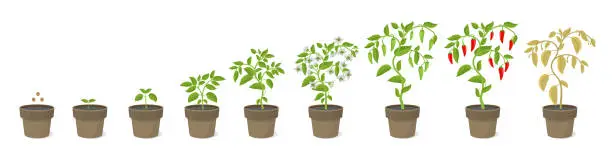 Vector illustration of Growth stages of Spicy chili pepper vegetable plant in the pot. Ripening period steps. Harvest animation progression. Fertilization phase. Vector infographic set.
