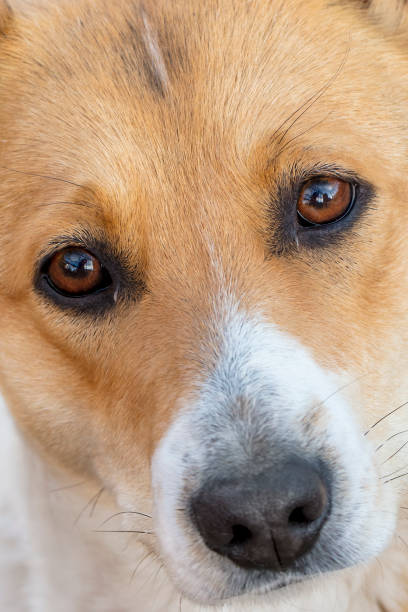 istock Homeless dog close-up 1298676949
