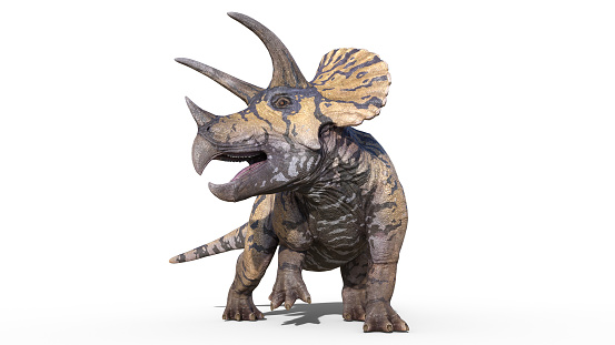 Triceratops, dinosaur reptile, prehistoric Jurassic animal roaring on white background, front view, 3D render