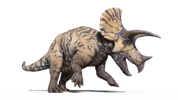 Photo of Triceratops, dinosaur reptile stomping, prehistoric Jurassic animal isolated on white background, 3D illustration