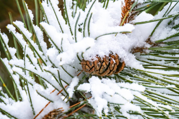 istock Snow Covered Leaves and Pinecones on a Pine Tree 1298680323