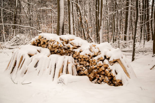 Firewood covered with snow in the forest