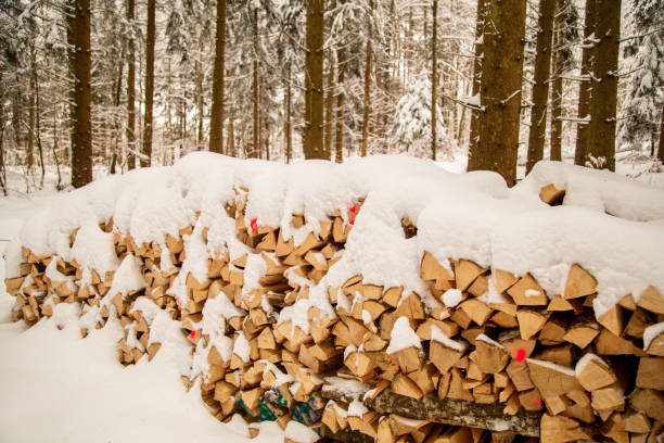Firewood covered with snow in the forest