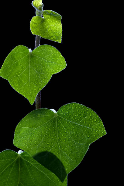 istock Background Image of drops on a green leaf 1298683506