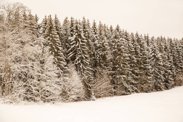 Winter fir forest with snow-covered trees