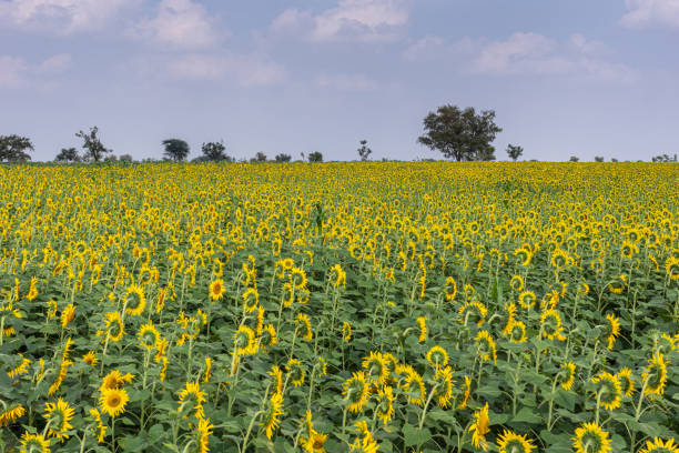 Abbigeri, Karnataka, India - November 6, 2013: Wide view on blooming sunflower field under ligh blue cloudscape. Yellow flowers galore above green stems and leaves.