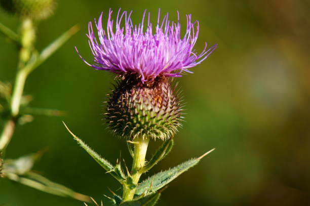 istock Beautiful wildflowers in nature. 1298685111