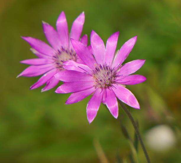 istock Beautiful wildflowers in nature. 1298685221