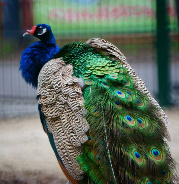 istock A beautiful peacock in a public park. 1298685282